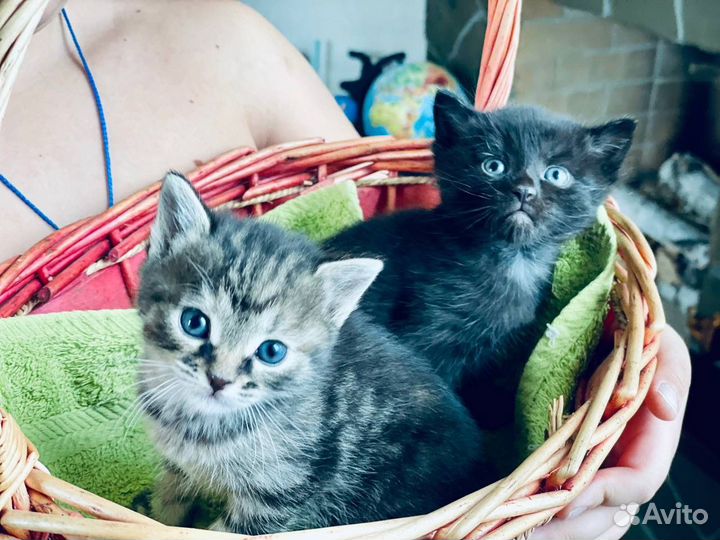 Кошки в добрые руки
