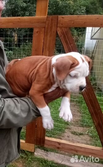Американский стаффордширский терьер щенки