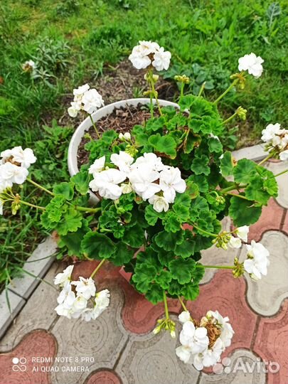 Герань пеларгония белая