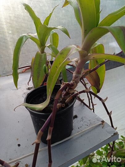 Комнатные растения золото ус