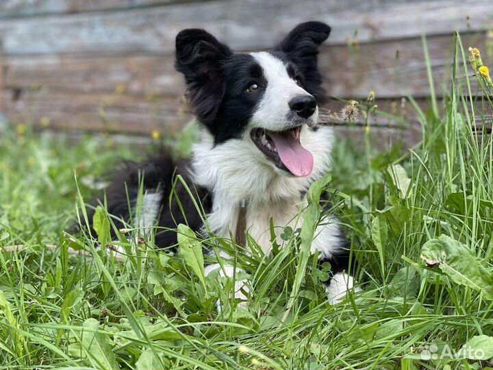 Бордер колли, щенки (мальчики/девочки)
