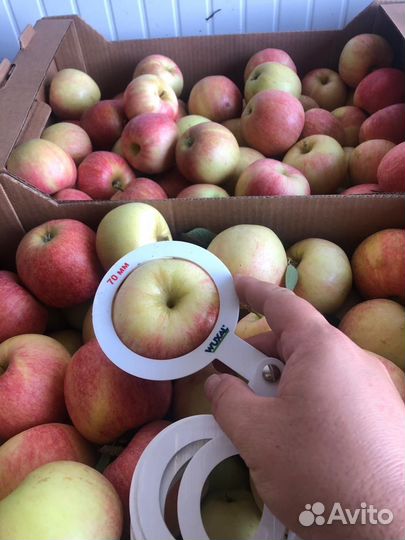 Яблоки оптом