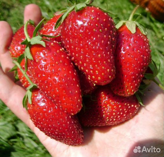 Рассада клубники