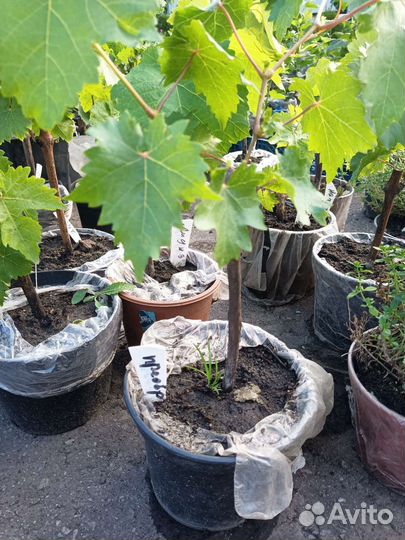Саженцы винограда