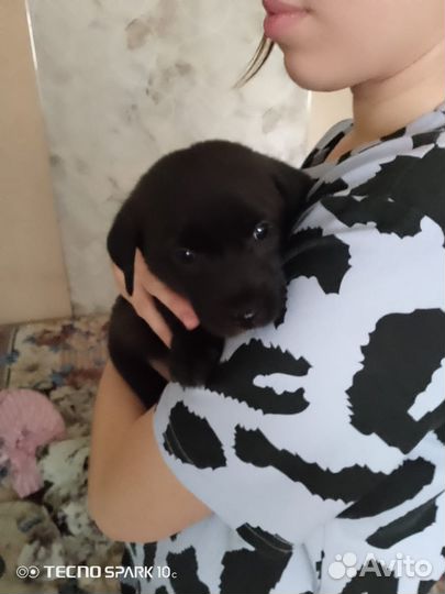 Отдам в добрые руки щенков