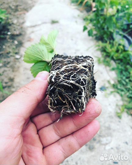 Рассада клубники Альба, Альбион