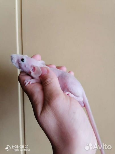 Дамбо крысята крыса,клетка,редкого окраса