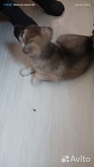 Малыш кобелек