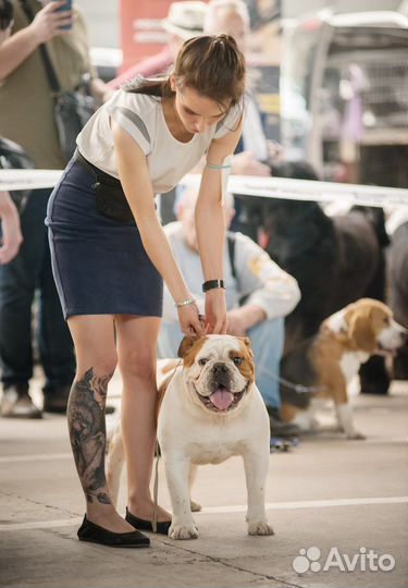 Хендлер, дрессировка и передержка