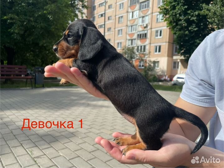 Щенки мини таксы