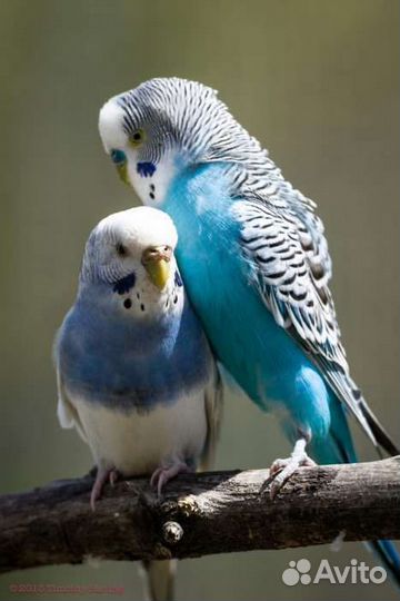 Волнистые попугайчики