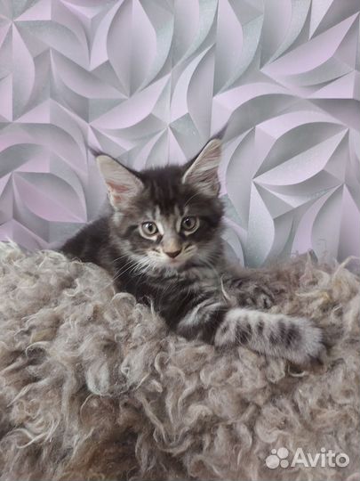Котята мейн-кун