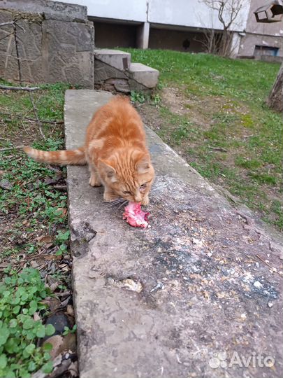 Рыжий котик