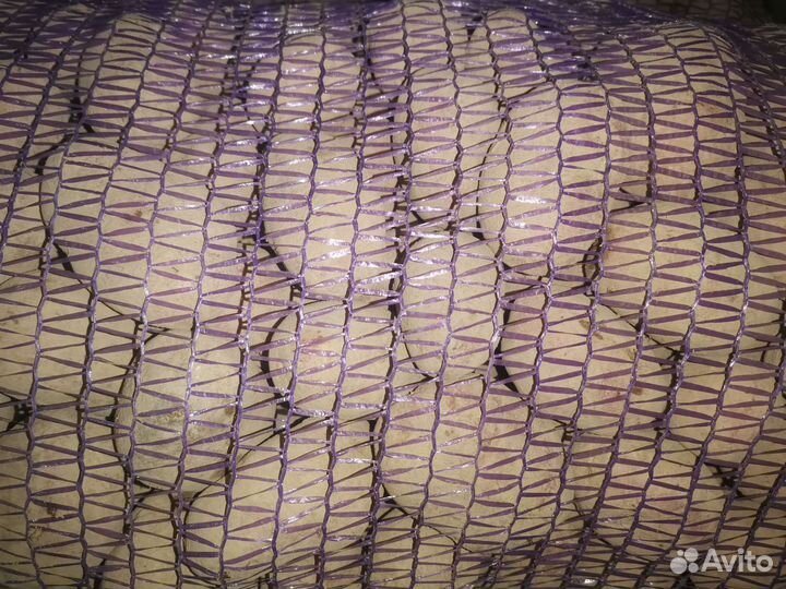 Семенной картофель