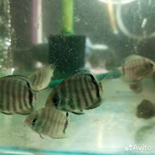 Северумы, Артемия