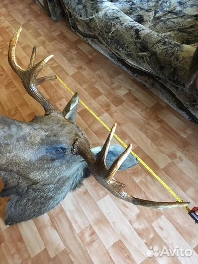 Голова лося