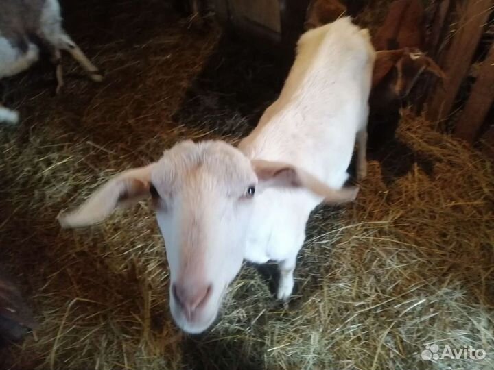 Козы козлята