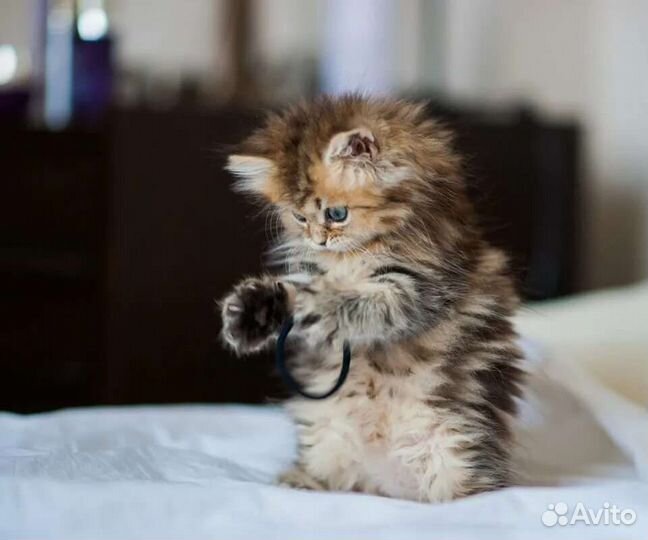 Кошка в дар бесплатно