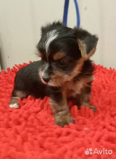 Йоркширский терьер