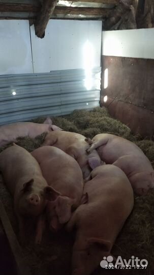 Свиноматки,свиньи
