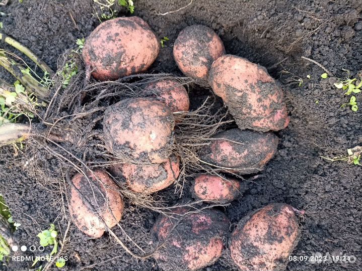 Картофель Уника