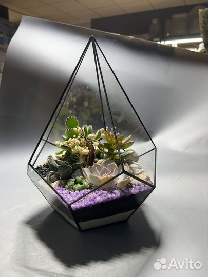Флорариум Малайзия суккуленты подарок