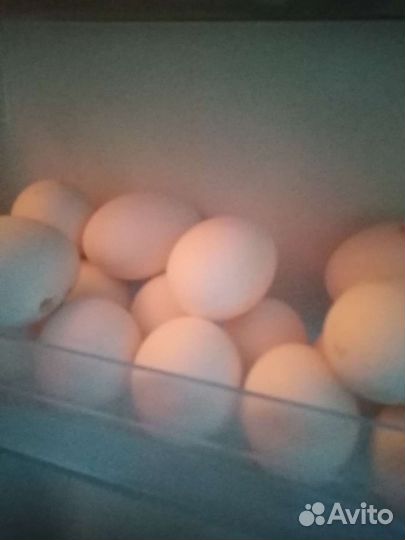 Яйцо куриное домашнее