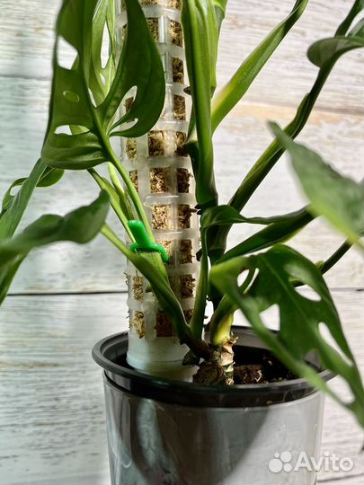 Монстера адансона (манки маск) на опоре