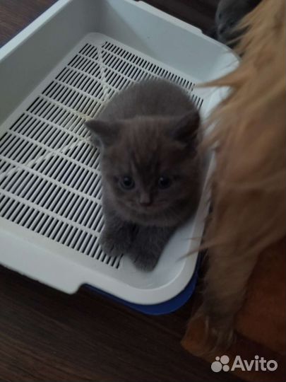 Британские котята