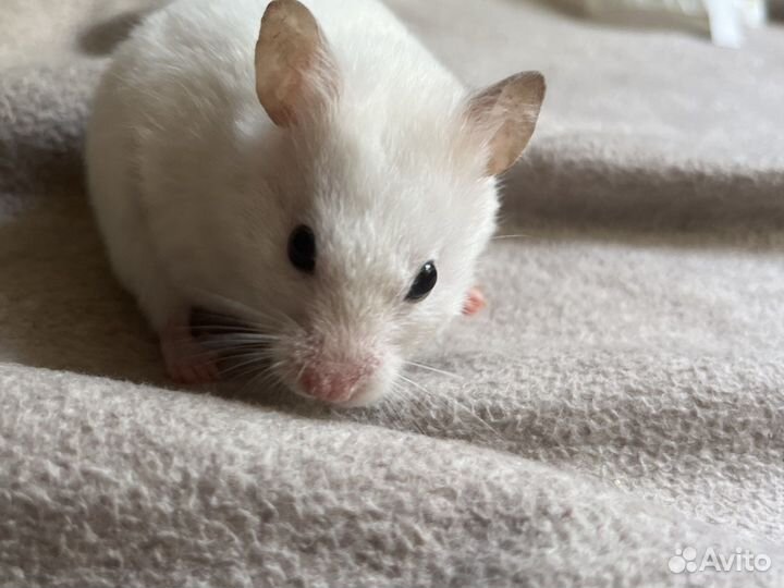 Сирийский хомяк девочка