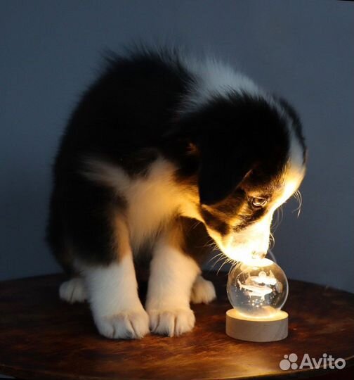 Щенки аусси, австралийская овчарка