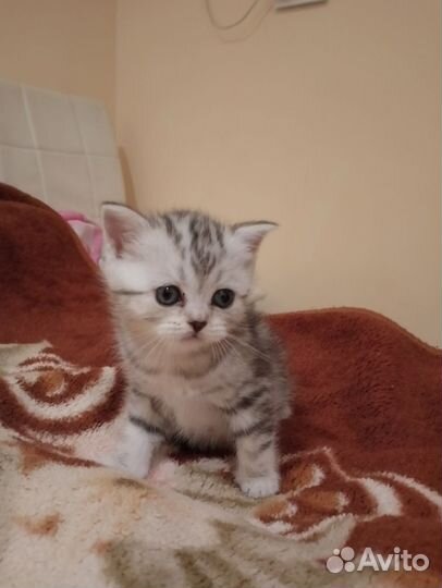 Шотландские котята