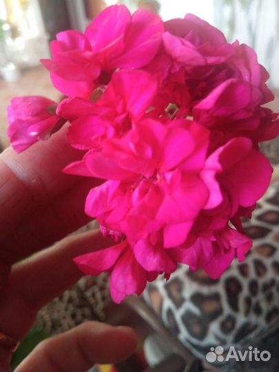 Пеларгонии,Традесканция Рео,толстянка