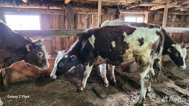 Быки племеные 3 головы, Лошадь кобыла