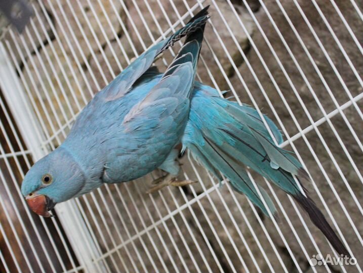 Ожареловый попугай (александрийский)