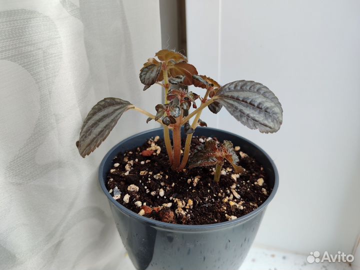 Комнатные растения