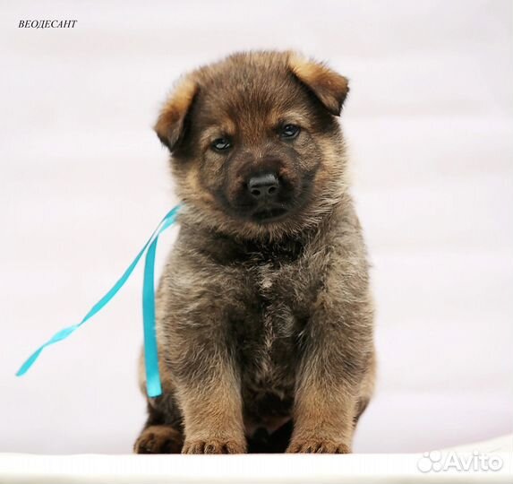 Щенки немецкой овчарки