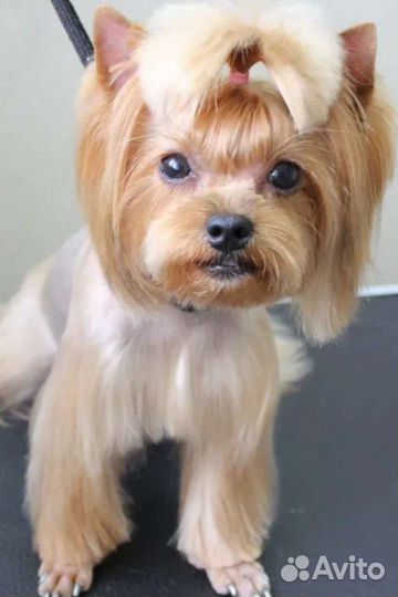 Стрижка собак мелких пород и кошек