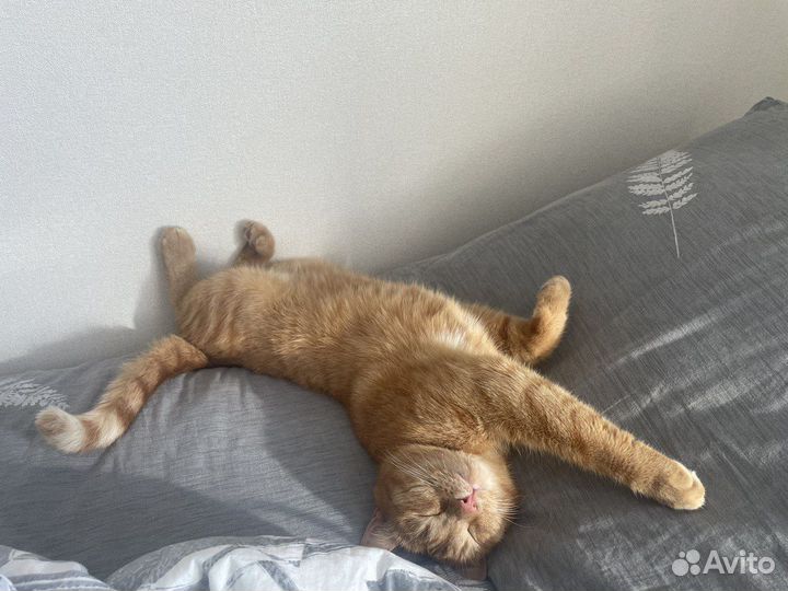 Рыжий кот