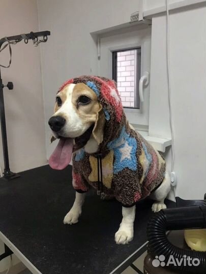 Одежда для собак