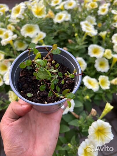 Комнатные и садовые растения