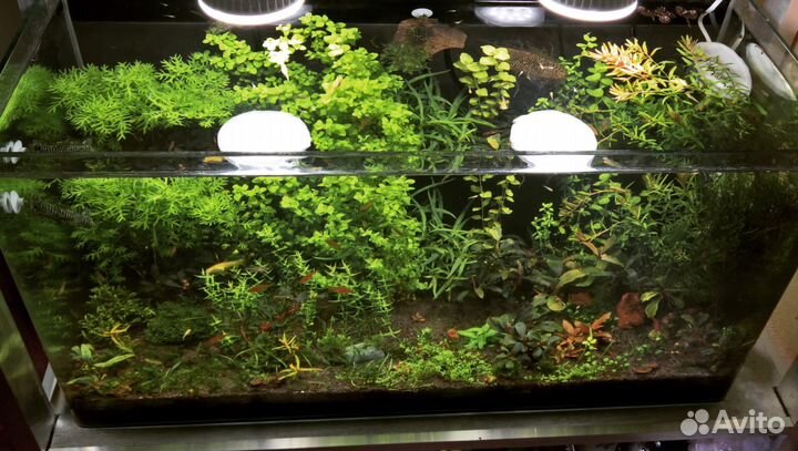 Аквариумные растения