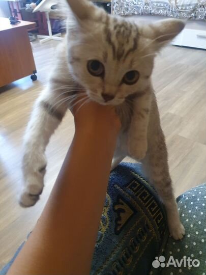 Британская кошка
