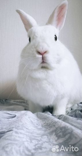 Кролик в аренду для фотосессий