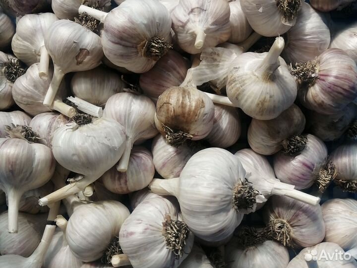 Чеснок