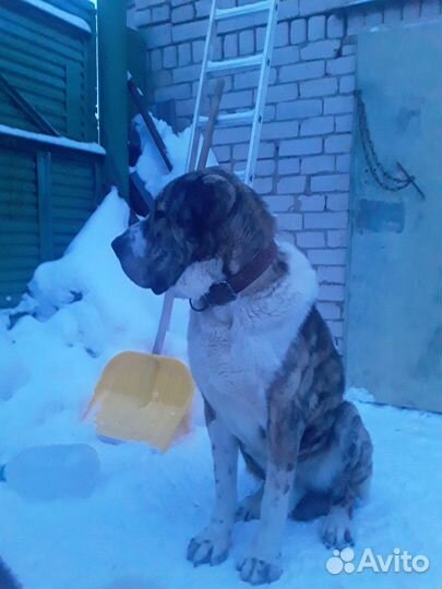 Алабай вязка