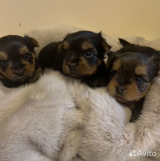 Йоркширский терьер щенки