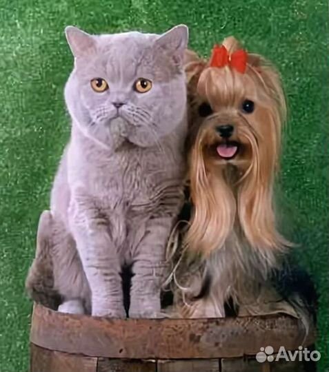 Передержка кошек передержка собак в частном доме