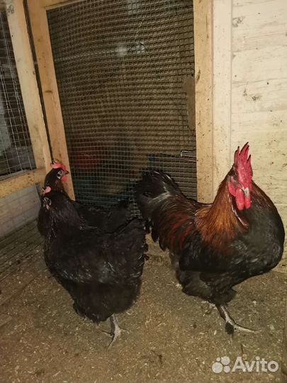 Инкубационное яйцо черно-медного марана