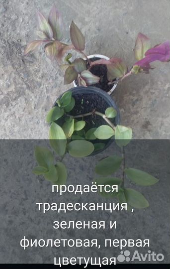 Комнатные цветы